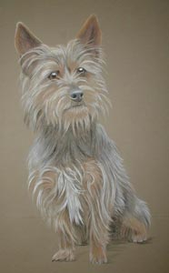 australian terrier portrait - Rolo