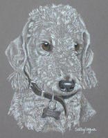 Bedlington_Terrier/Bedlington_Terrier_Curly