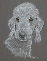 Bedlington_Terrier/Bedlington_Terrier_Freddie