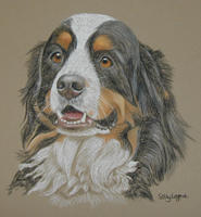 Bernese_Mountain_Dog/Bernese_Mountain_Dog_Bosley