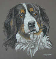 Bernese_Mountain_Dog/Bernese_Mountain_Dog_Burma