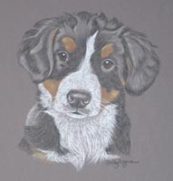 bernese mountain dog pup - belle