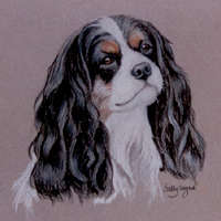 tricolourcavalier king charles spaniel