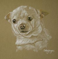 albert chihuahua