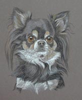 chihuahua portrait - Benji