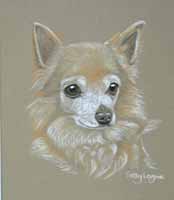 long haired chihuahua portrait Dida