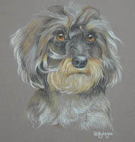 miniature dachshund portraits in pastel - Bobby 1