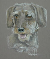 miniature dachshund pastel portraits - Bobby 2 