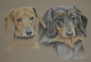 miniature dachshund portraits - Nonnie and Norbie