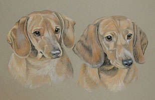 miniature dachshund  pastel portraits - Hillary and Kirkby