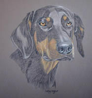 dobermann - doberman pinscher portraits - Luther