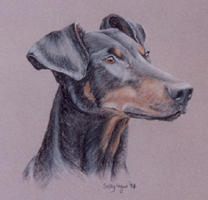 dobermann - doberman pinscher portraits - Jade