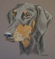 dobermann - doberman pinscher portraits- Harvey