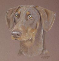 dobermann - doberman pinscher portraits -Millie