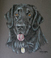 flat coat retriever - portriat of Molly