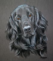 flat coat retriever - portrait of Storm