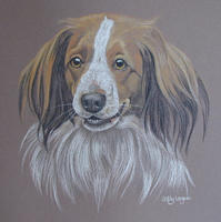kooiker dog  portrait - kent