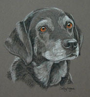 Old black labrador portrait - Tessa