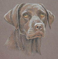 chocolate labrador portrait - Symi