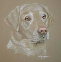 yellow labrador picture - portrait of Max