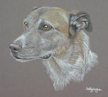 Zac - Lurcher portrait