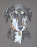 lurcher portrait benji