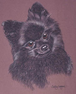 pastel portrait of black pomeranian