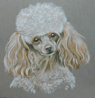 miniature poodle portrait - Rosie