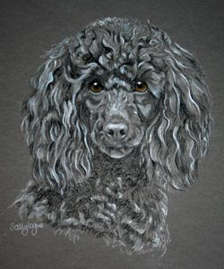 pastel portrait of black poodle Sam