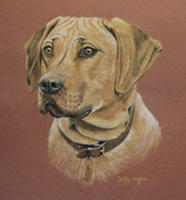 rhodesian ridgeback picture - portrait of Zola