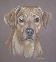 portrait of ridgeback puppy - Kingston