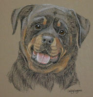 rottweiler picture - portrait of Tyus