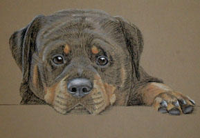 rottweiler picture - portrait of Tyus