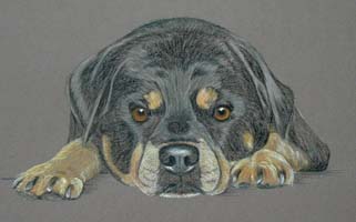 rottweiler picture portrait of Belle