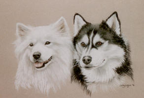 samoyed pictures - portrait of sami with kayli - siberian husky