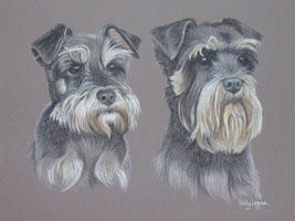  portrait of two schnauzers