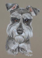 schnauzer portrait - Jake