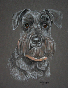 black schnauzer - Berry