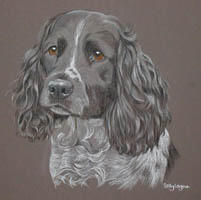 springer spaniel picture - portrait of Kevel