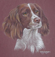 springer spaniel picture - portrait of Smew