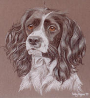 springer spaniel picture - portrait of Tembo