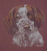 springer spaniel picture - portrait of Fleck