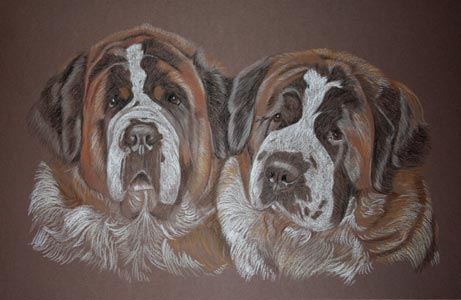 pastel portrait of two St Bernard dogs