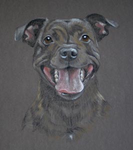 staffie portrait in pastel - Charlie