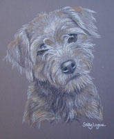 terrier picture - portrait of Molly