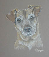 terrier picture - portrait of Bonny