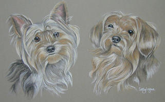 yorkshire terrier picture - portrait of Midge and Toby