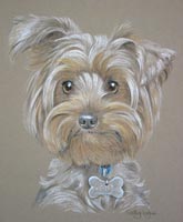 Yorkishire terrier portrait - Millie
