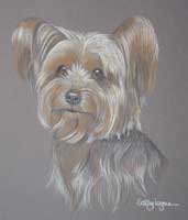 yorkie portrait - Milly
