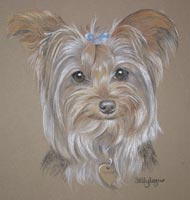 yorkie portrait - Tara